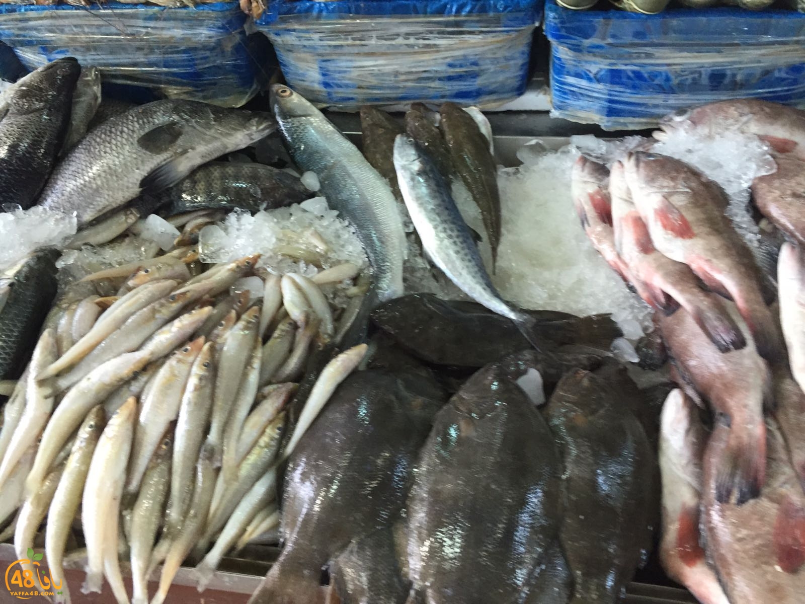 7ojjaj yaffa 348 (20).jpg